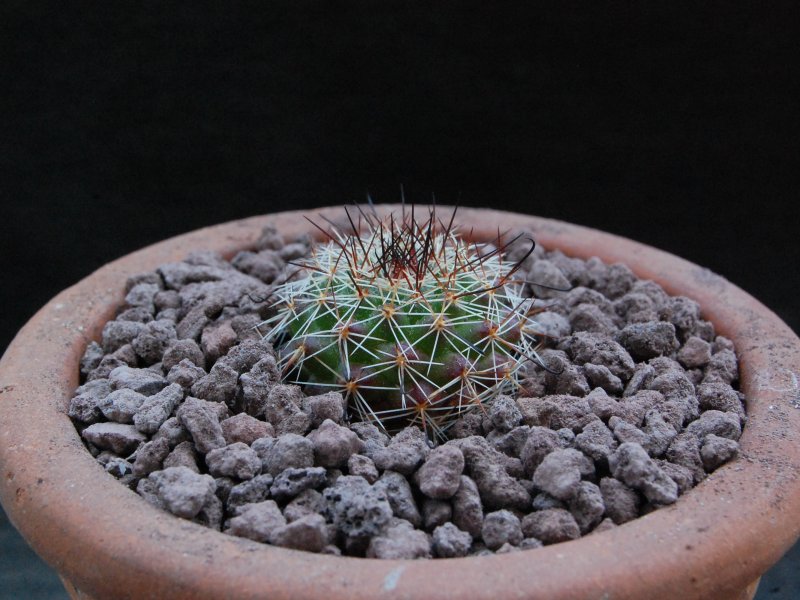 Mammillaria beneckei WTH 1023