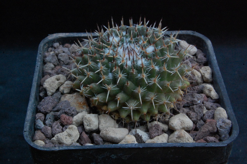 Mammillaria chionocephala WTH 440