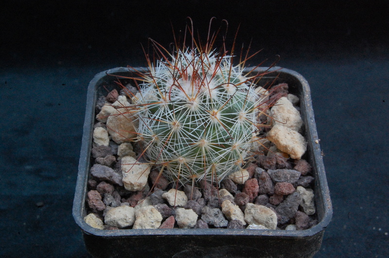 Mammillaria duoformis WTH 163