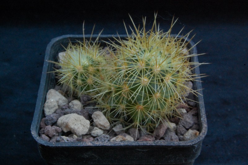 Mammillaria elongata ssp. echinaria 