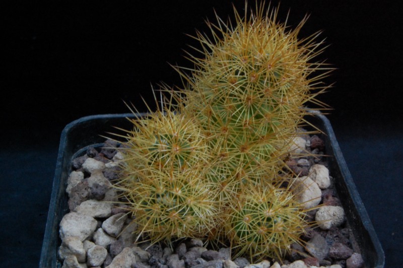 Mammillaria elongata ssp. echinaria 