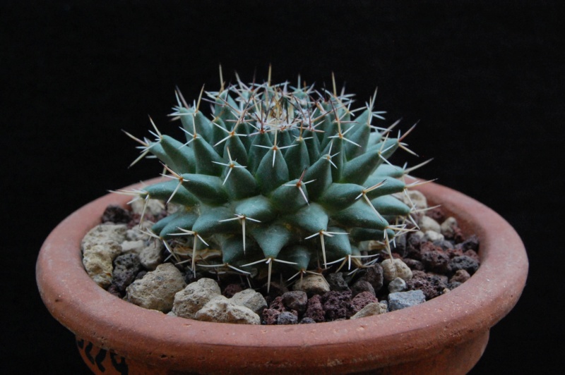 Mammillaria eumorpha WTH 990