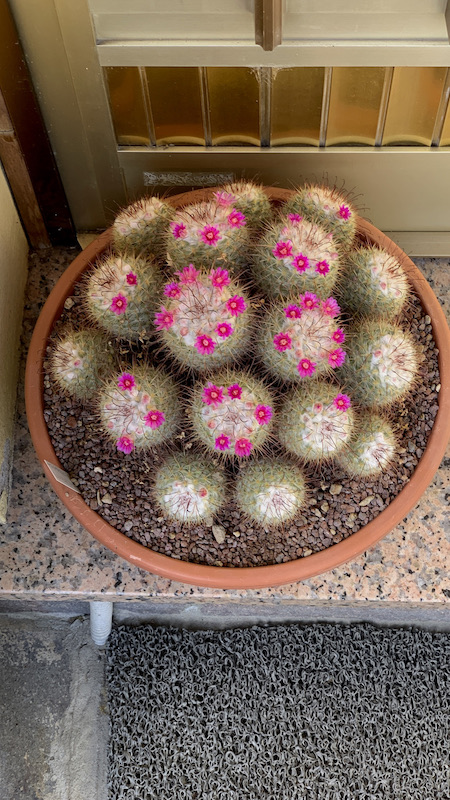 Mammillaria bombycina  