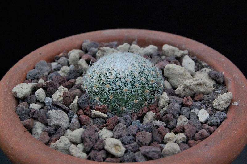 Mammillaria lenta WTH 1145