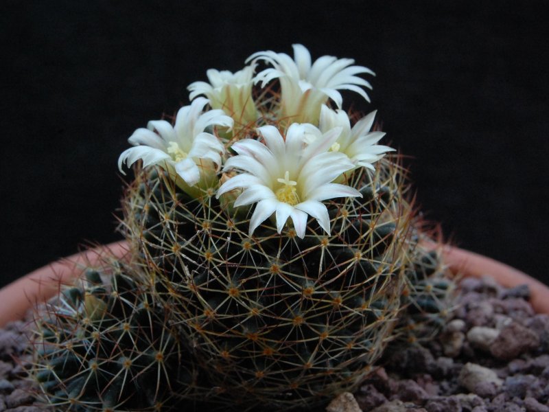 Mammillaria picta ssp. viereckii WTH 985