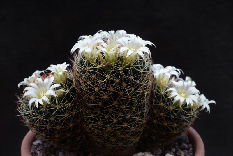 Mammillaria picta ssp. viereckii WTH 985