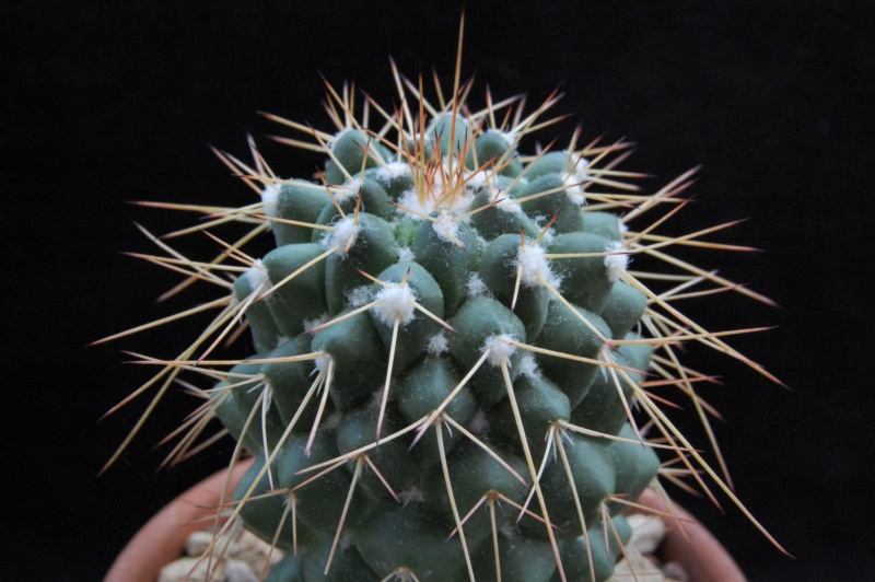 Mammillaria compressa WTH 949