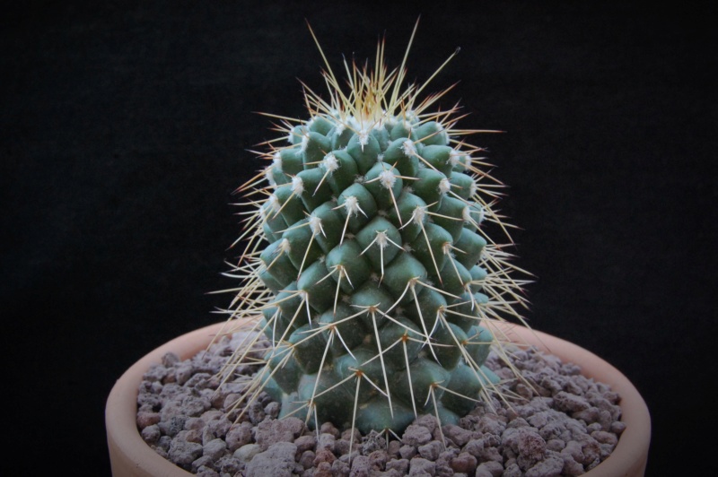 Mammillaria compressa WTH 949