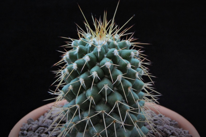 Mammillaria compressa WTH 949