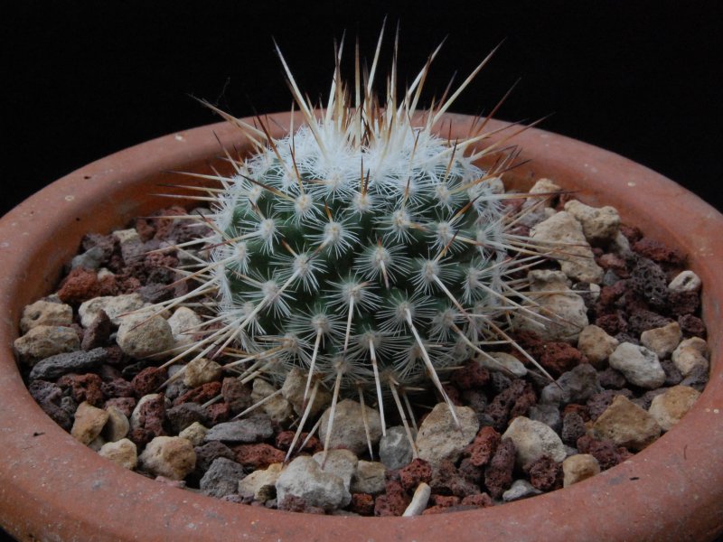 Mammillaria parkinsonii WTH 954