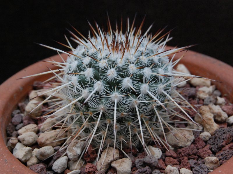 Mammillaria parkinsonii WTH 954