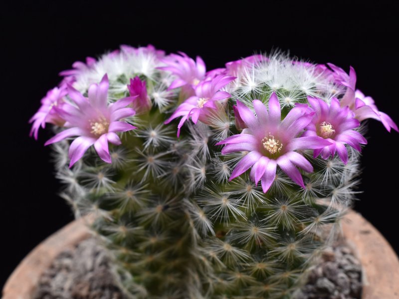 Mammillaria laui WTH 885