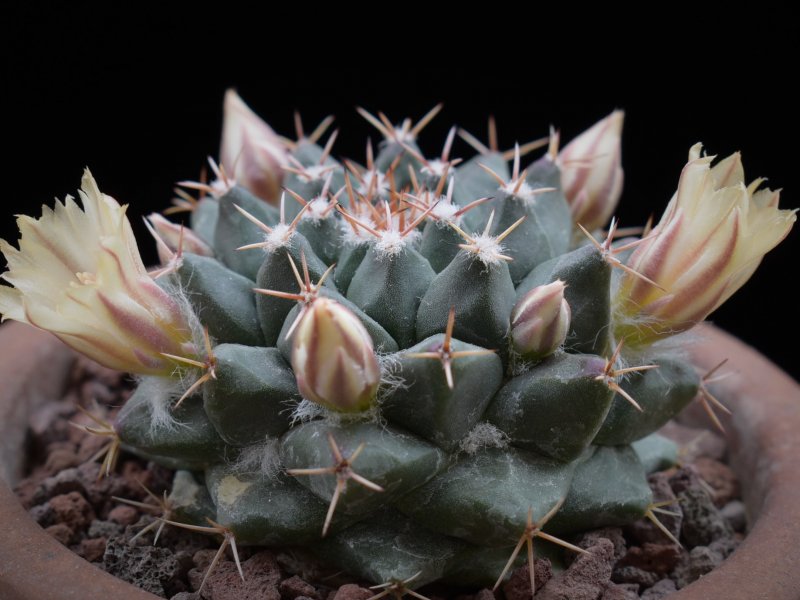 Mammillaria roseoalba 