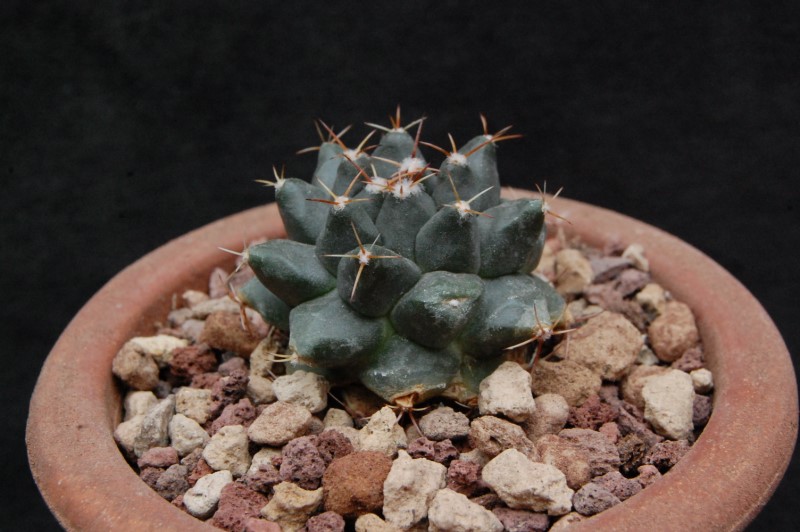 Mammillaria roseoalba WTH 1058