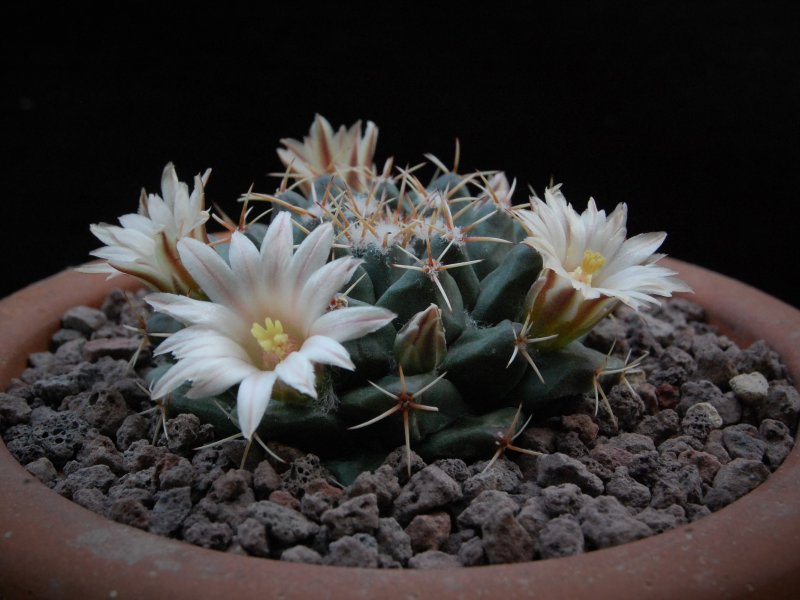 Mammillaria roseoalba WTH 1057