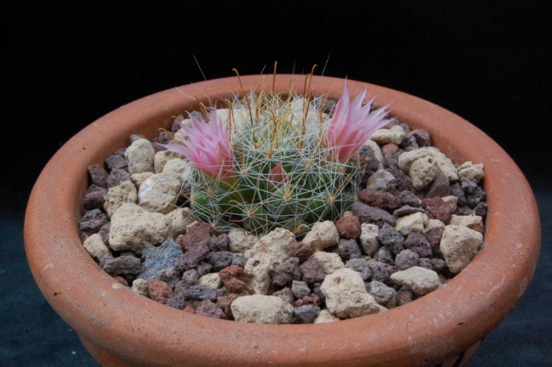 Mammillaria glochidiata WAF 2183