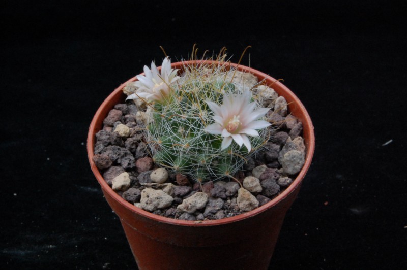 Mammillaria glochidiata WAF 2183