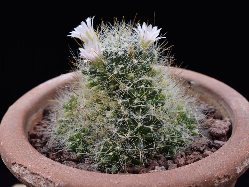 Mammillaria glochidiata WAF 2183