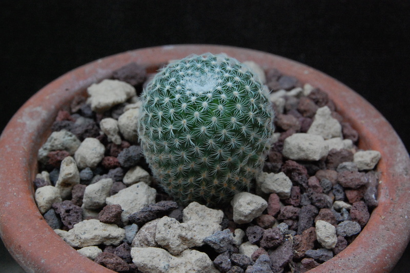 Mammillaria formosa ssp. microthele WTH 863