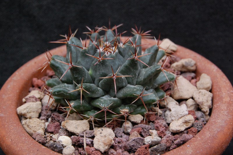 Mammillaria roseoalba WTH 1060