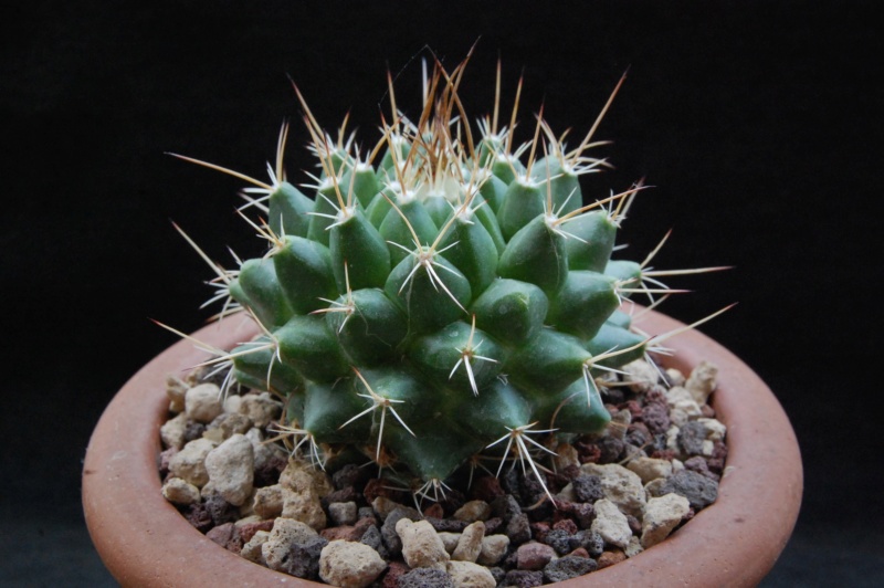 Mammillaria compressa ssp. centralifera WTH 864