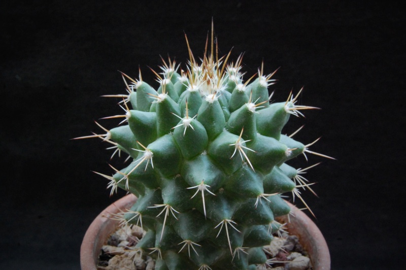 Mammillaria compressa ssp. centralifera WTH 864