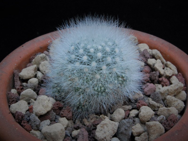 Mammillaria schwarzii WTH 1068