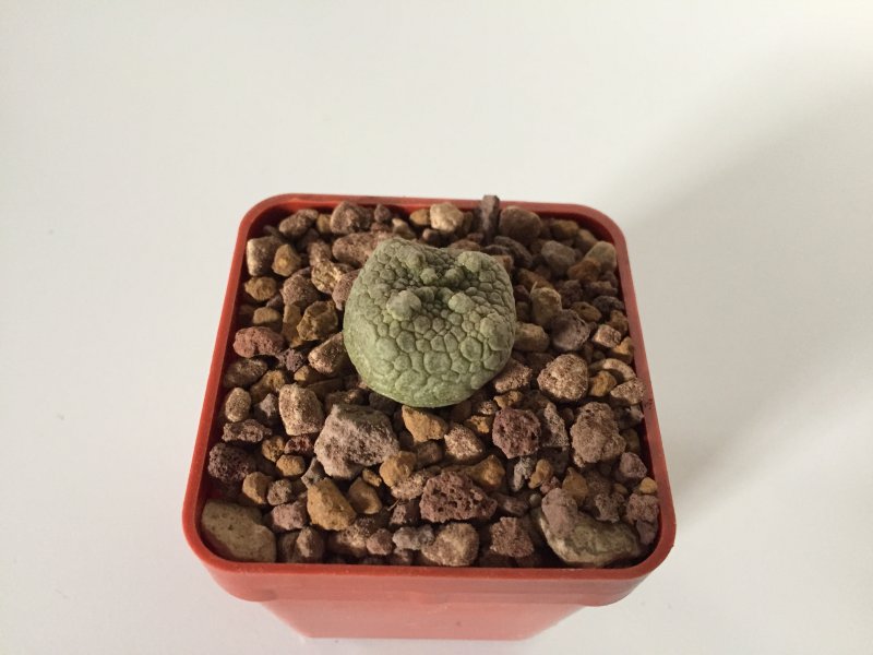 Pseudolithos cubiformis 