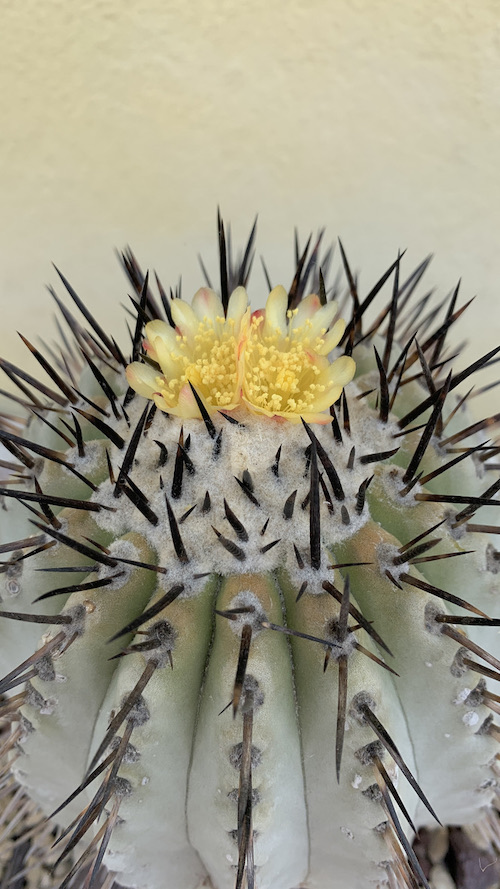 Copiapoa cinerea  