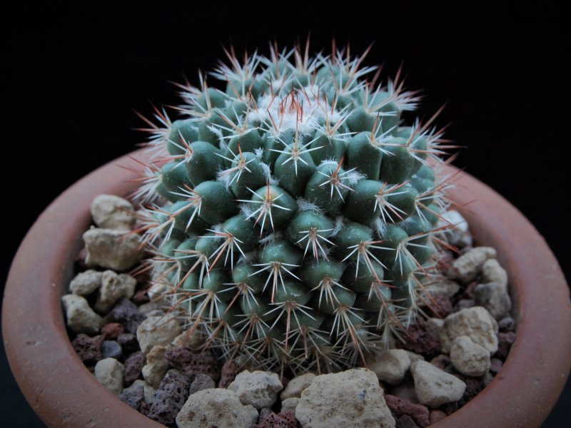 mammillaria scrippsiana