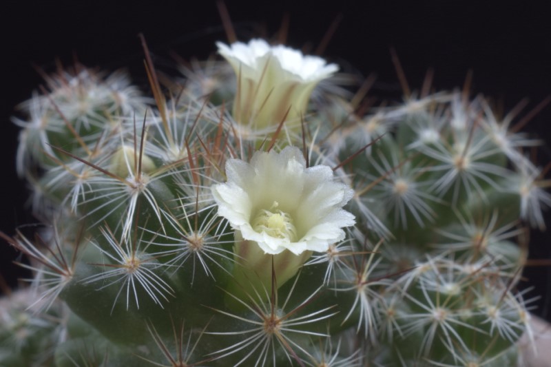 Mammillaria kuentziana forma 