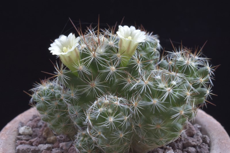 Mammillaria kuentziana forma 