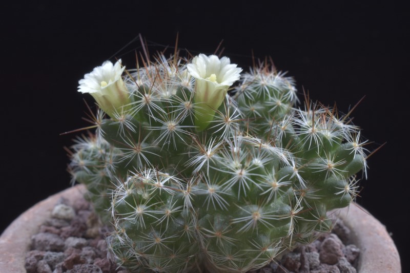 Mammillaria kuentziana forma 