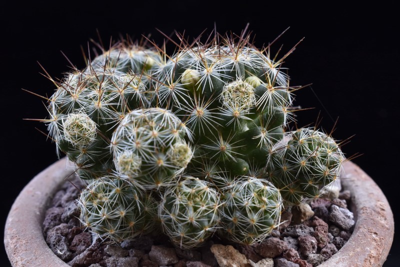 Mammillaria kuentziana forma 