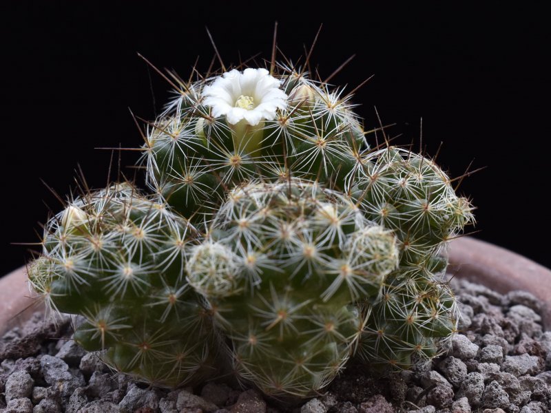 Mammillaria vetula ssp. gracilis f. pulchella 