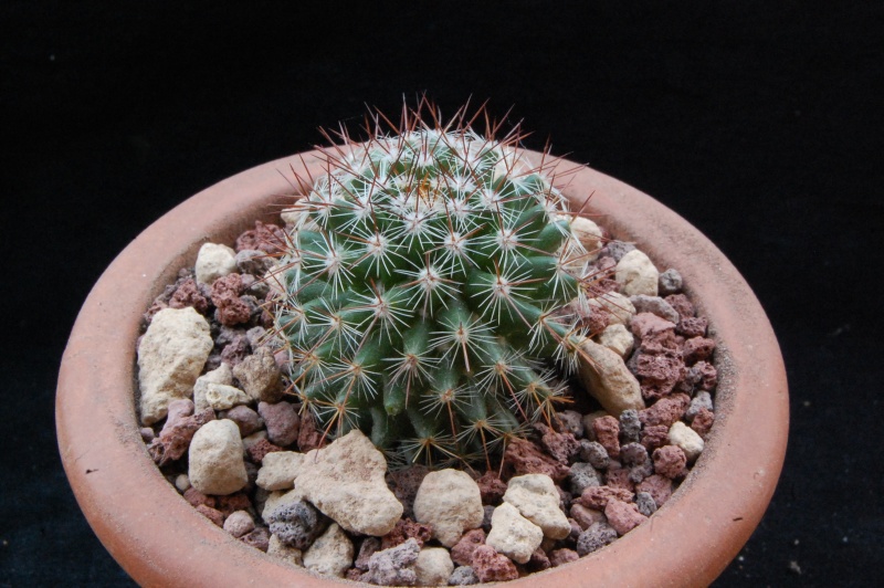 Mammillaria xaltianguensis TL 51