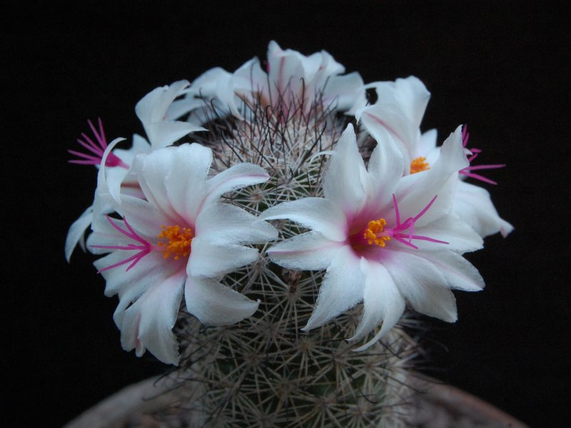 Mammillaria albicans LAU 1374