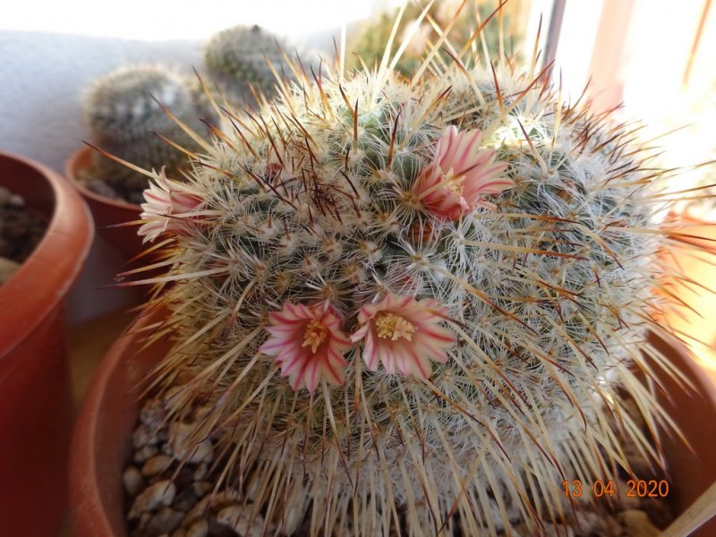 Mammillaria morganiana 