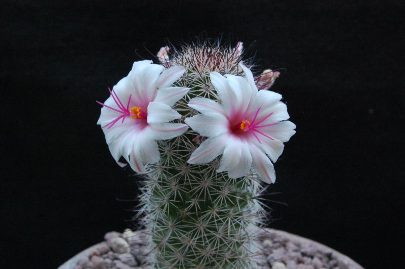 Mammillaria albicans forma LAU 1374