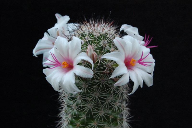 Mammillaria albicans forma LAU 1374