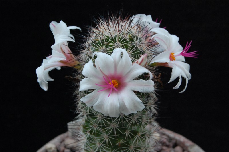 Mammillaria albicans forma LAU 1374