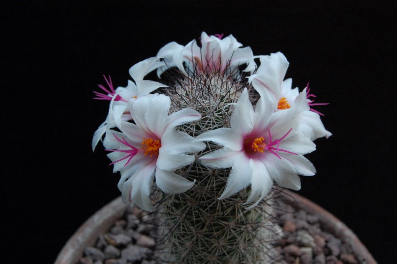 Mammillaria albicans forma LAU 1374