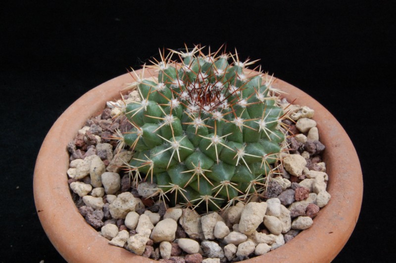 Mammillaria chaletii JMC 5262