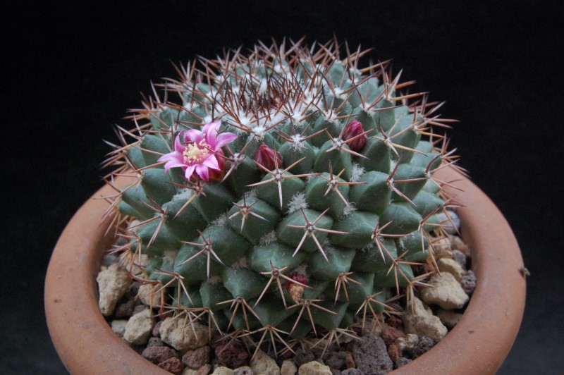 Mammillaria chaletii JMC 5262