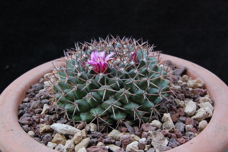 Mammillaria chaletii JMC 5262