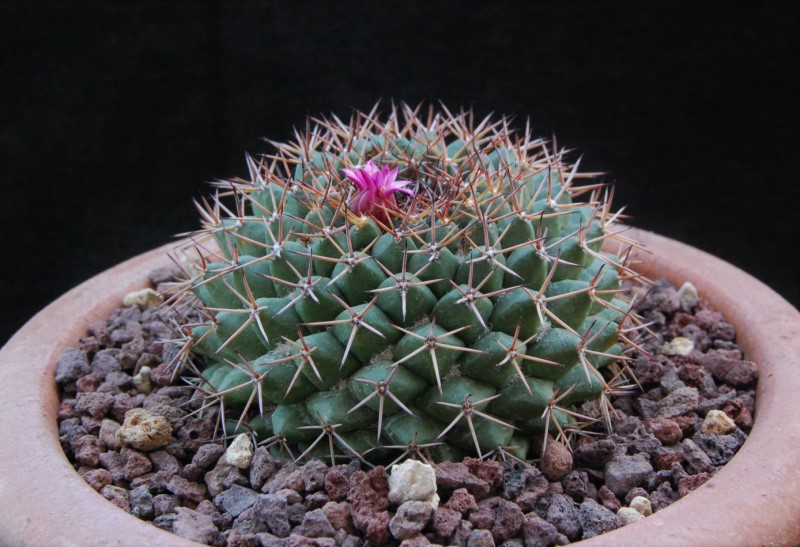 Mammillaria chaletii JMC 5262