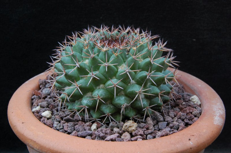 Mammillaria chaletii JMC 5262