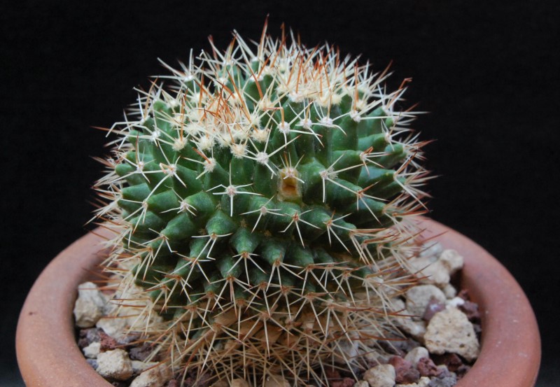 Mammillaria karwinskiana ssp. beiselii 