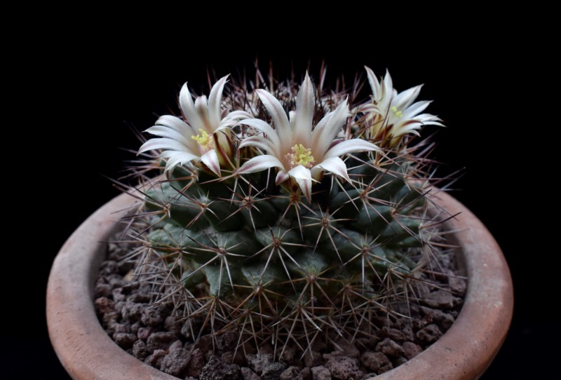 Mammillaria sonorensis ROG 689