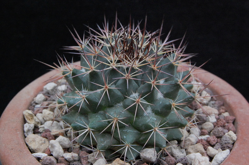 Mammillaria sonorensis ROG 689